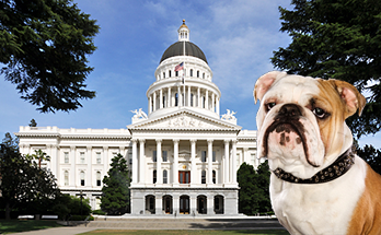 Bulldog watchdog of elder abuse victims in front of State Capitol in Sacramento, California